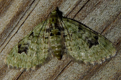 Chloroclystis v-ata