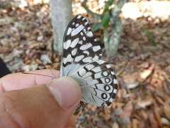 Hamadryas