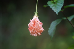 Hibiscus schizopetalus