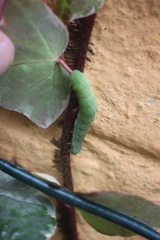 Phlogophora meticulosa