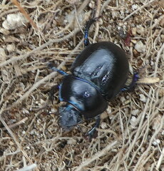 Anoplotrupes