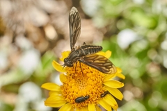 Macrocondyla lugubris