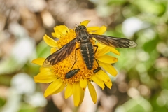 Macrocondyla lugubris