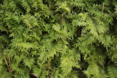 Thuidium tamariscinum