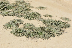 Plantago serraria