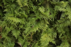 Thuidium tamariscinum