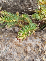 Euphorbia natalensis image