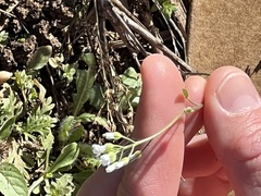 Tomostima cuneifolia