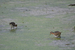 Metopidius indicus