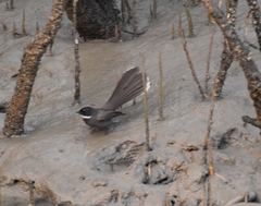 Rhipidura albicollis