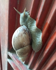 Megalobulimus oblongus