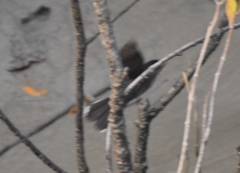 Rhipidura albicollis