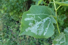 Phyllocnistis labyrinthella