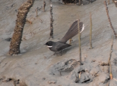 Rhipidura albicollis