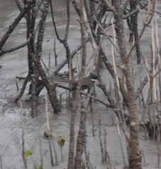 Rhipidura albicollis