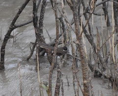 Rhipidura albicollis