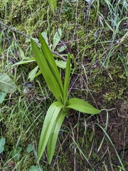 Toxicoscordion fremontii