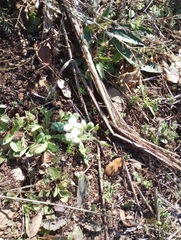 Tomostima cuneifolia