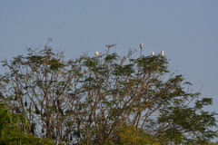 Egretta garzetta