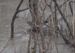 Rhipidura albicollis