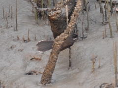 Rhipidura albicollis