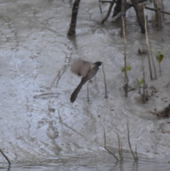 Rhipidura albicollis