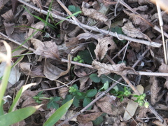 Potentilla freyniana