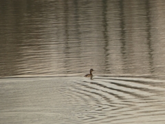 Tachybaptus ruficollis