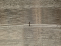 Tachybaptus ruficollis