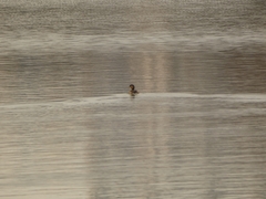 Tachybaptus ruficollis