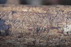 Pityogenes chalcographus