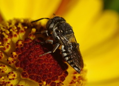Coelioxys afer