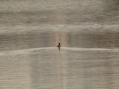 Tachybaptus ruficollis