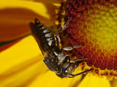 Coelioxys afer