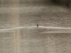 Tachybaptus ruficollis