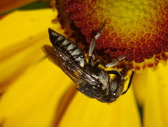 Coelioxys afer