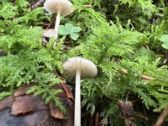 Strobilurus conigenus