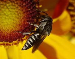 Coelioxys afer