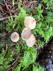 Strobilurus conigenus