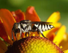 Coelioxys afer