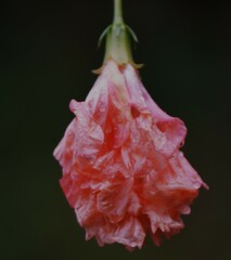 Hibiscus schizopetalus