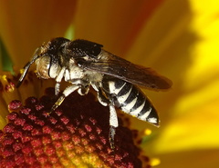 Coelioxys afer