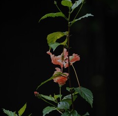 Hibiscus schizopetalus