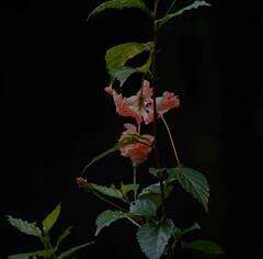 Hibiscus schizopetalus