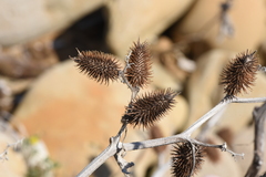 Xanthium orientale italicum