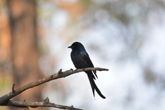 Dicrurus macrocercus