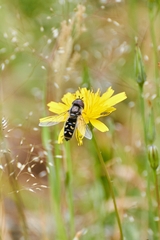 Austroscaeva melanostoma