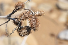 Xanthium orientale italicum