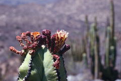 Isolatocereus dumortieri