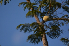 Neolamarckia cadamba